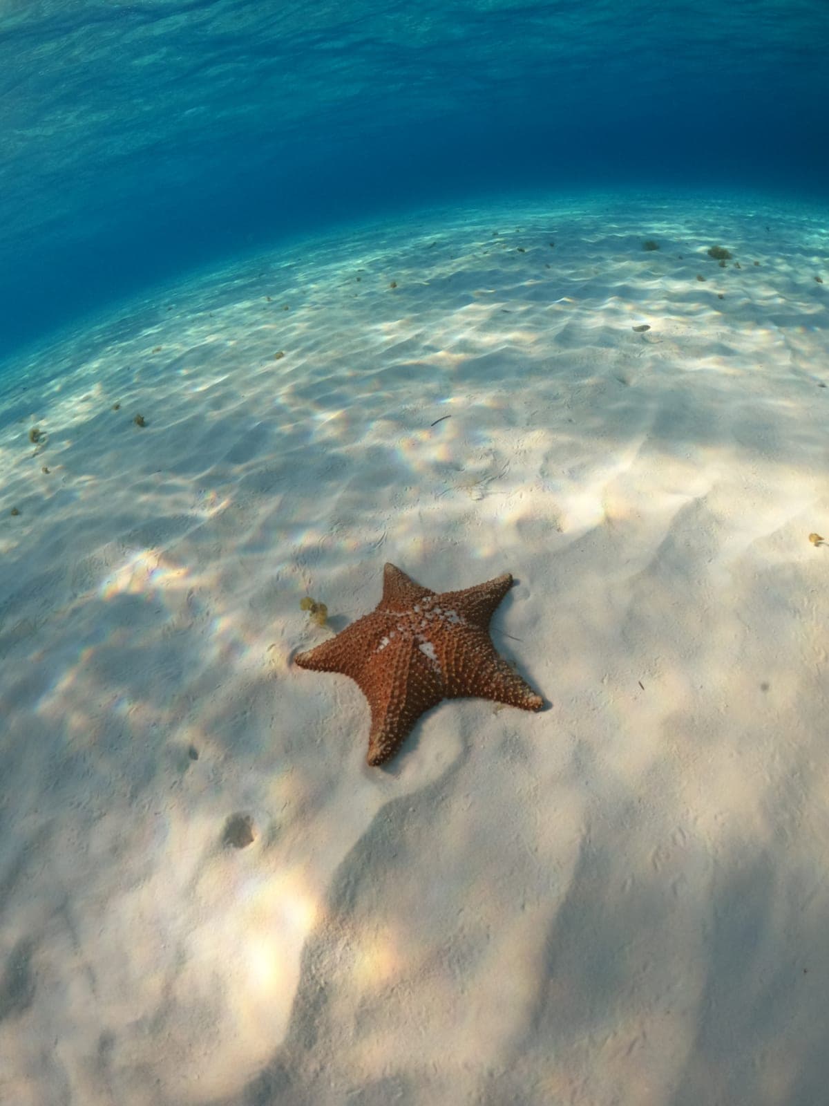 Estrella de mar