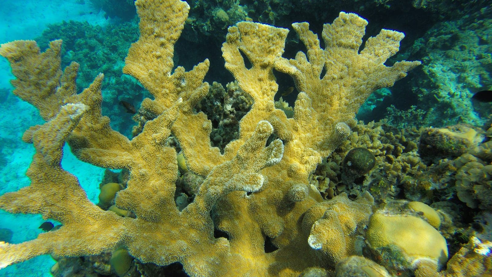 Coral cuerno de alce