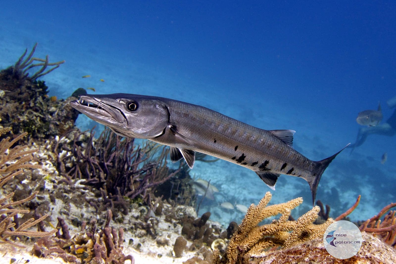 Barracuda