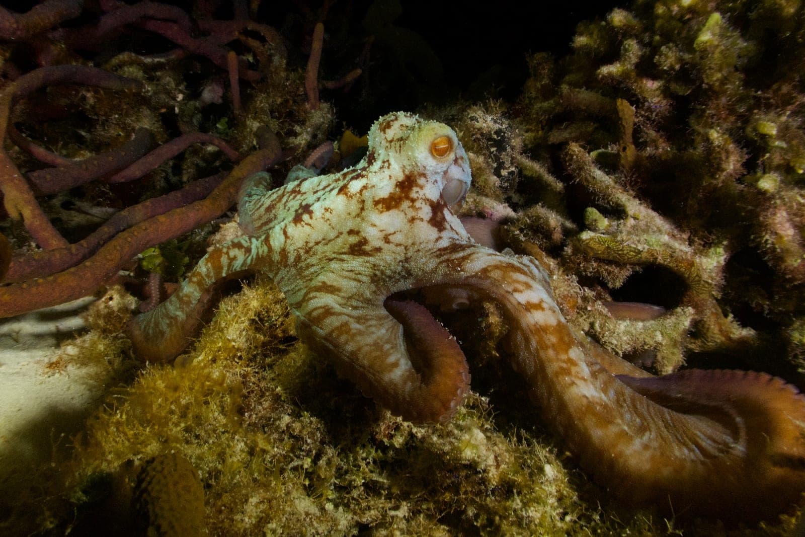 Pulpo al atardecer
