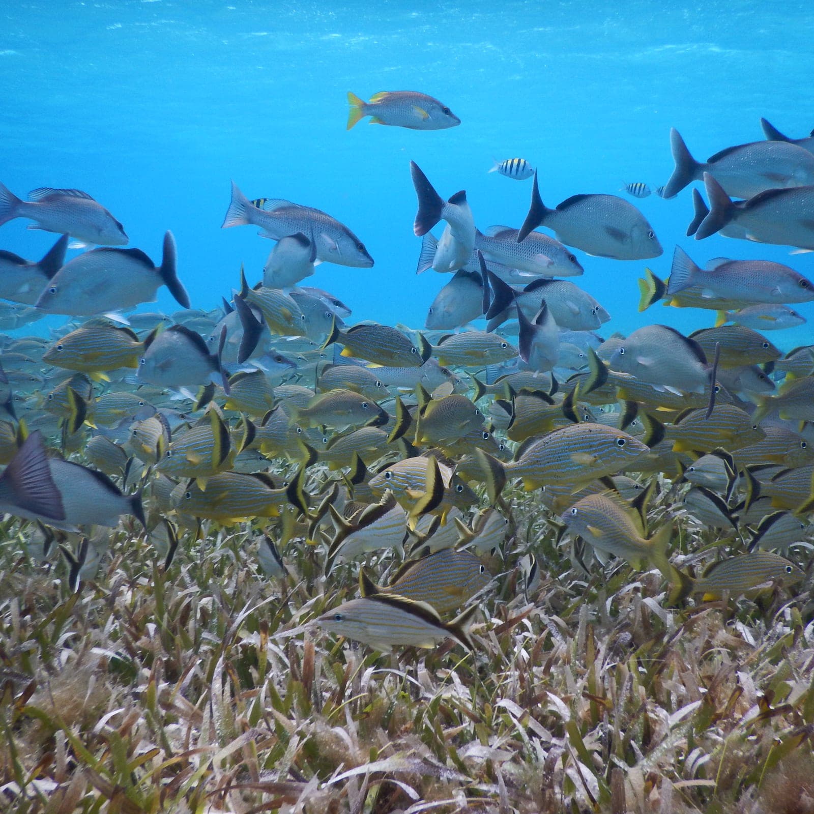 Banco de peces sobre pasto marino