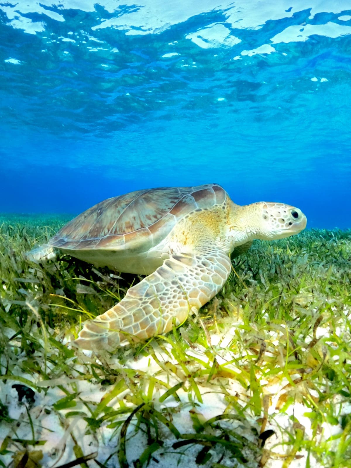 Tortuga en pasto marino
