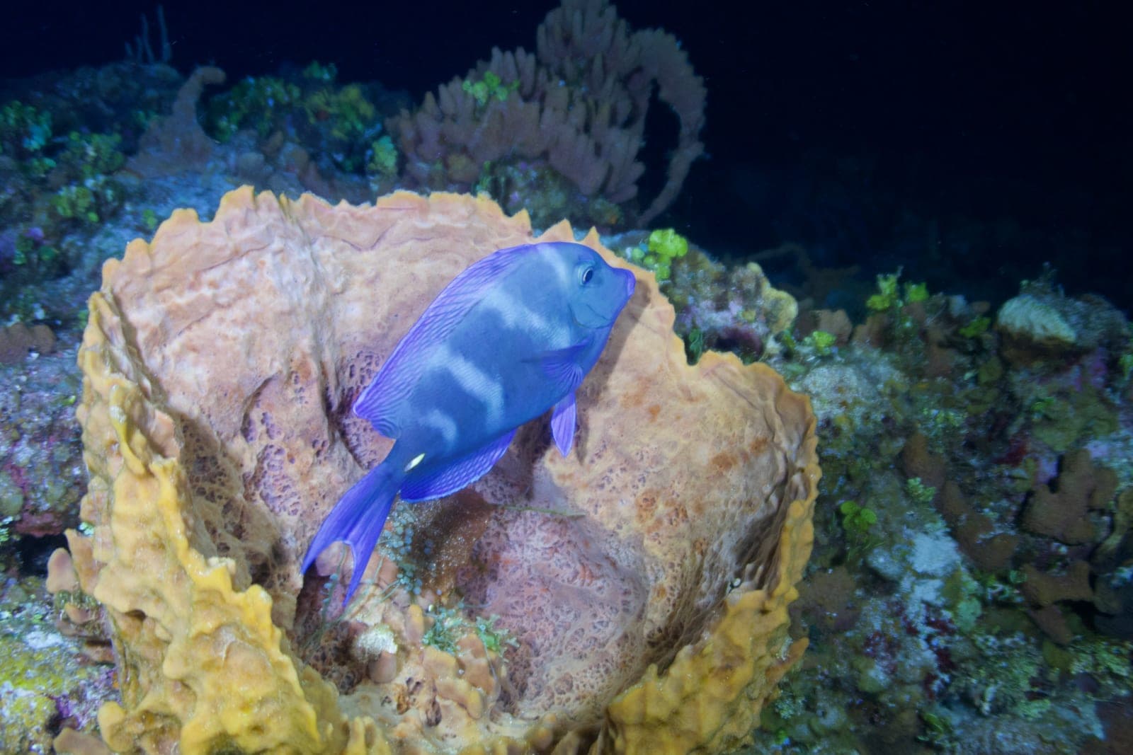 Pez cirujano azul en esponja