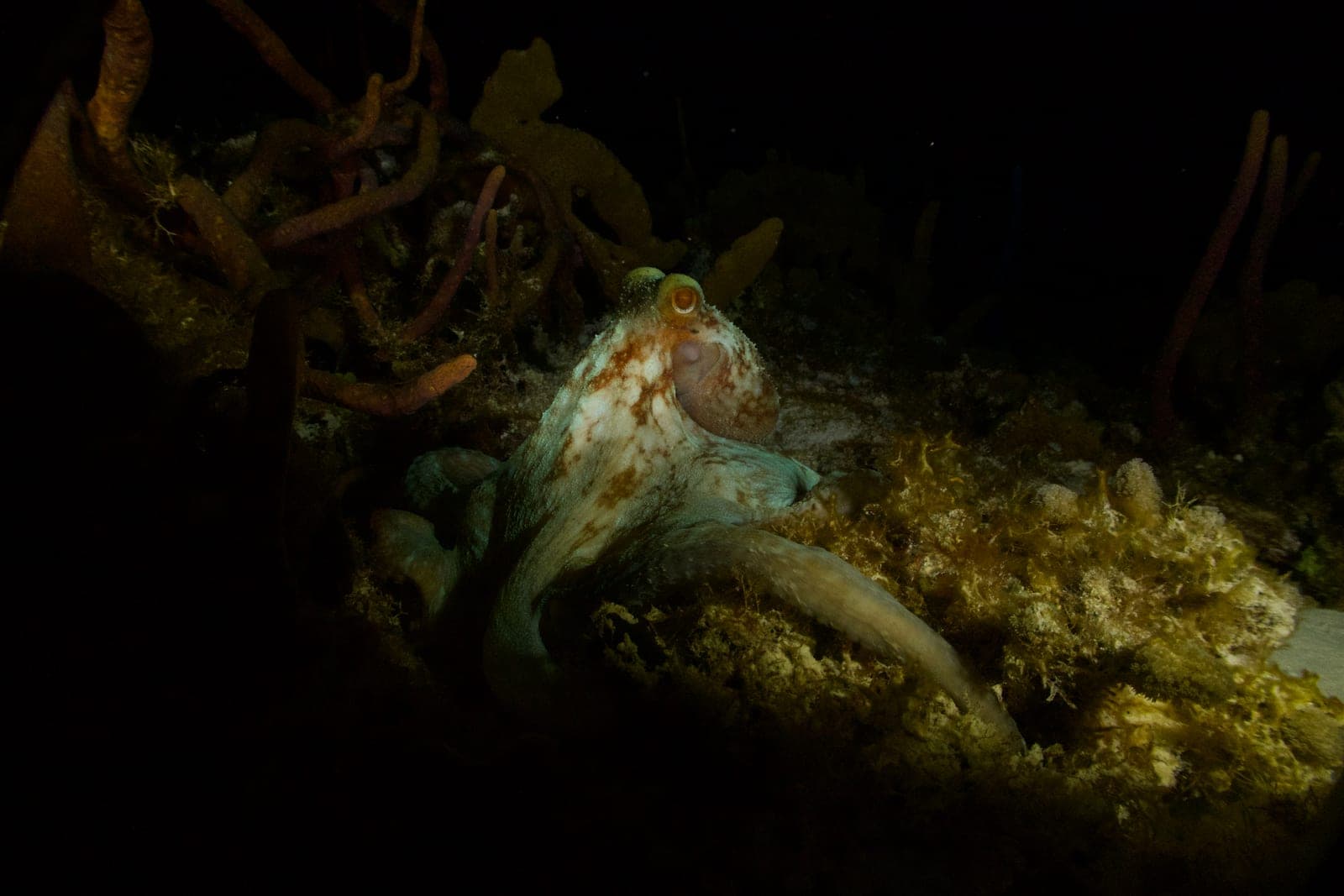 Buceo nocturno 2